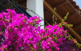 Marialice Apartments