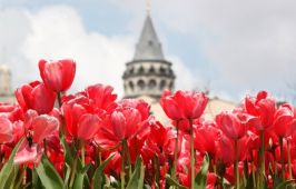 Фестивал на лалето 2025 в Истанбул