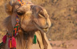 Египет с полет до Хургада - мини почивка в Хургада, круиз по Нил и екскурзия в Кайро с вътрешен полет 2026