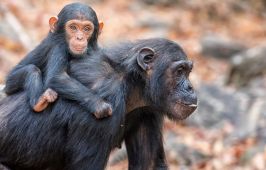 РУАНДА 2026 / ДЖИП САФАРИ СРЕД ШИМПАНЗЕТА, ГОРИЛИ И НАЦИОНАЛЕН ПАРК АКАГЕРА (BIG 5) - ПРОГРАМА 8 НОЩ