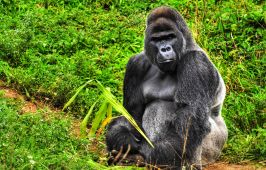 РУАНДА 2026 / ДЖИП САФАРИ СРЕД ШИМПАНЗЕТА И ГОРИЛИ - УНИКАЛНО ПРЕЖИВЯВАНЕ / ПРОГРАМА 6 НОЩУВКИ, 7 ДН